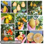 Домашний лимон, мандарин; Гортензии и другие из Питомника г. Павлово, Нижний Новгород